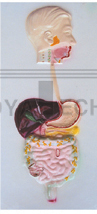 The relief model of digestive system